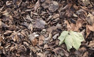 2 Downloader.la 6375b347a25e2 - Wheaton Lawns Dead, brown leaves in a flat pile on the ground in Fremont, NB