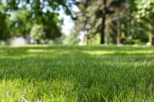 Closeup of trim green lawn on the ground level 